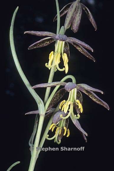 fritillaria atropurpurea 1 graphic